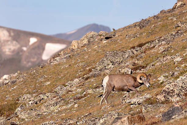 wild bighorn ovelha rocky mountain national park colorado - rocky mountain sheep - fotografias e filmes do acervo