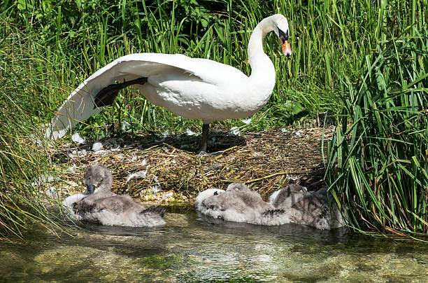 istock Swan and cygnets enjoying the sun 576560864