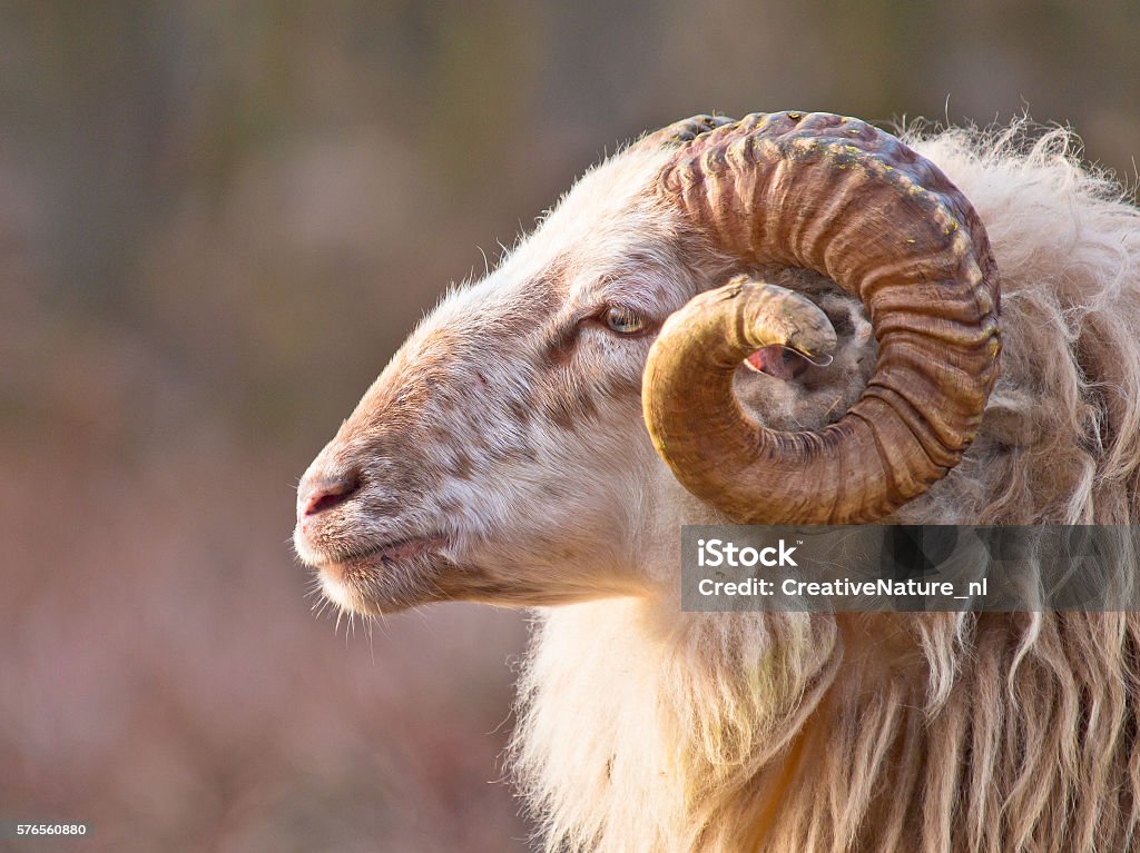 Oveja macho de cola larga - Foto de stock de Carnero libre de derechos