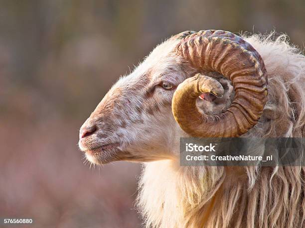 Oveja Macho De Cola Larga Foto de stock y más banco de imágenes de Carnero - Carnero, Aries, Con cuernos