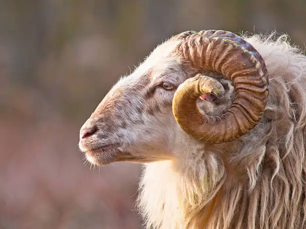 Male long-tailed sheep portrait sideview