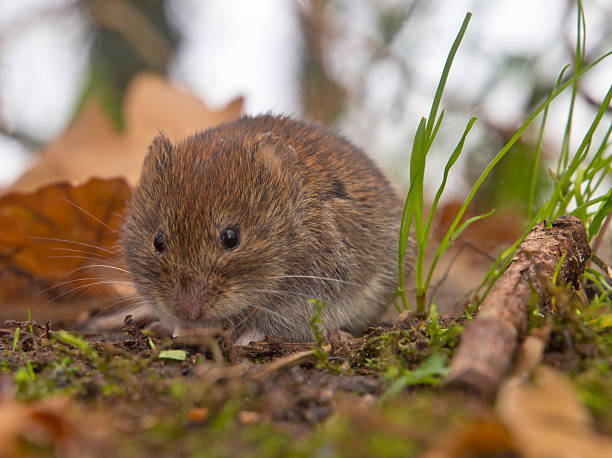 istock Bank vole looking for food 576561020