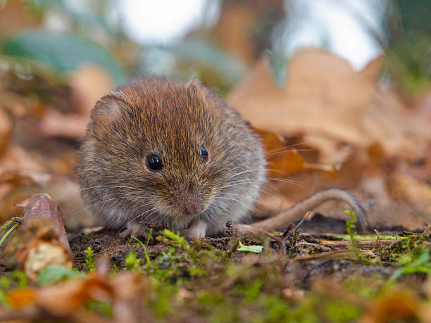 istock Bank vole hiding between the leaves 576561774