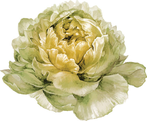 ilustrações de stock, clip art, desenhos animados e ícones de watercolor hand drawn illustration of white peony - bouquet rose peony rosé