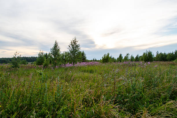 istock Overgrown with grass and flowers field. 576563066