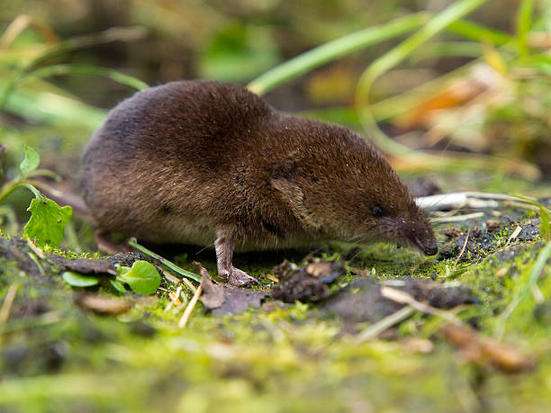 istock Common shrew (Sorex araneus) smelling for food 576563186