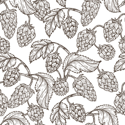 Hand drawn Hops Seamless pattern. Common hop Vector Floral background