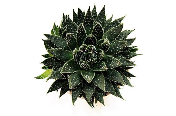 istock Aloe vera plant shot from above on white background 576564300