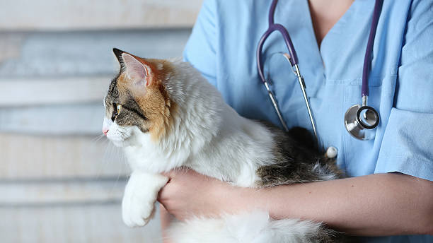 cat in doctor arms Young female doctor Veterinary with a three color cat on arms. medical equipment on background. animal arm photos stock pictures, royalty-free photos & images