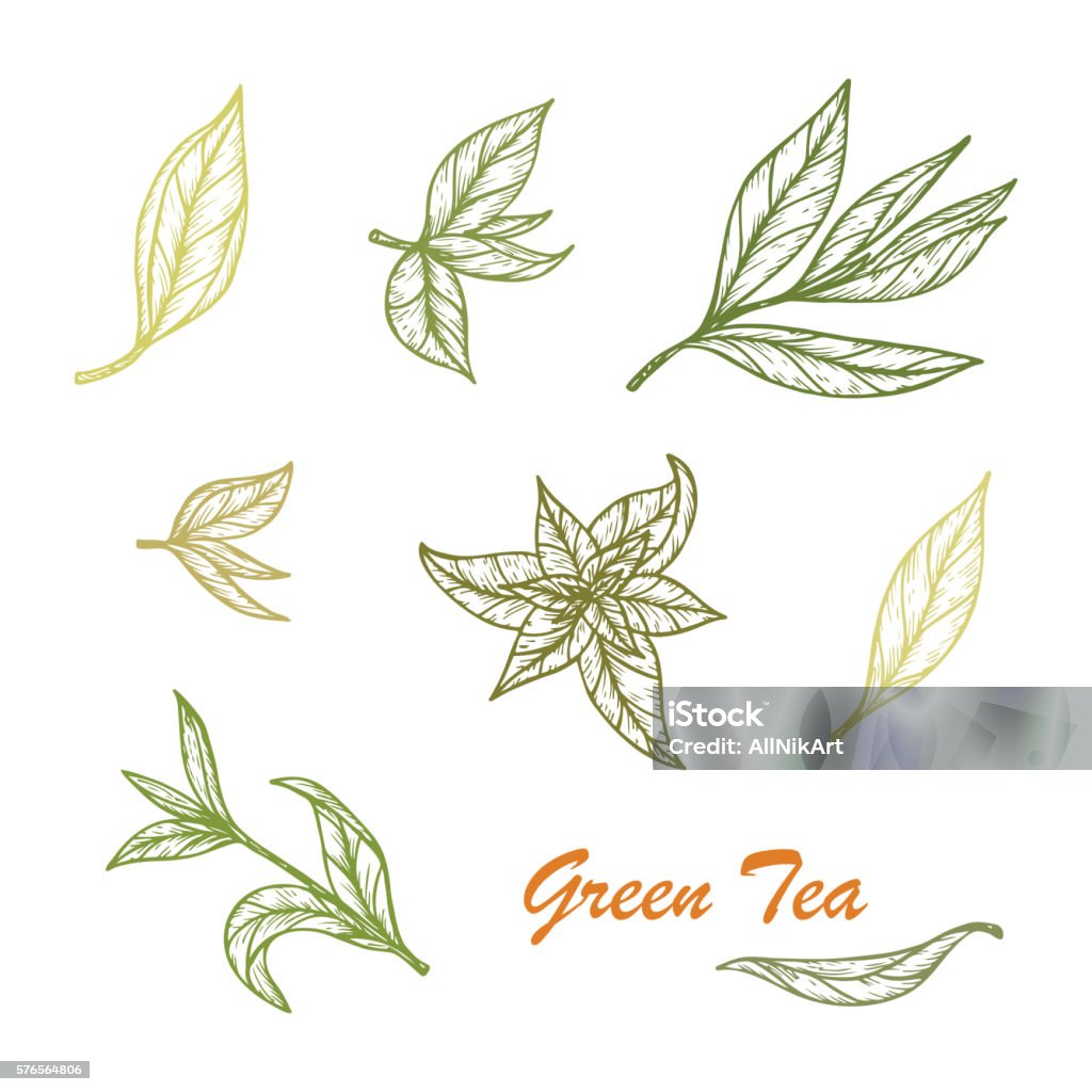 Hand drawn Green tea leaves set. Vector illustration Green Tea stock vector