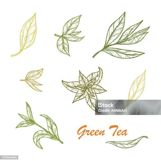 Hand Drawn Green Tea Leaves Set Vector Illustration Stock Illustration - Download Image Now