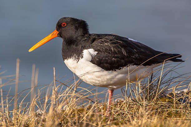 istock Eurasian oystercatcher 576564984