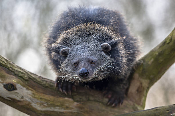 istock Close up of a binturong or bearcat 576565568