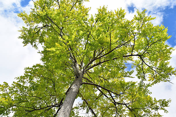 Ash Tree Upshot An upshot of an Ash Tree against a cloudy blue sky ash tree stock pictures, royalty-free photos & images