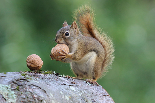 An American red squirrel holding a nut.