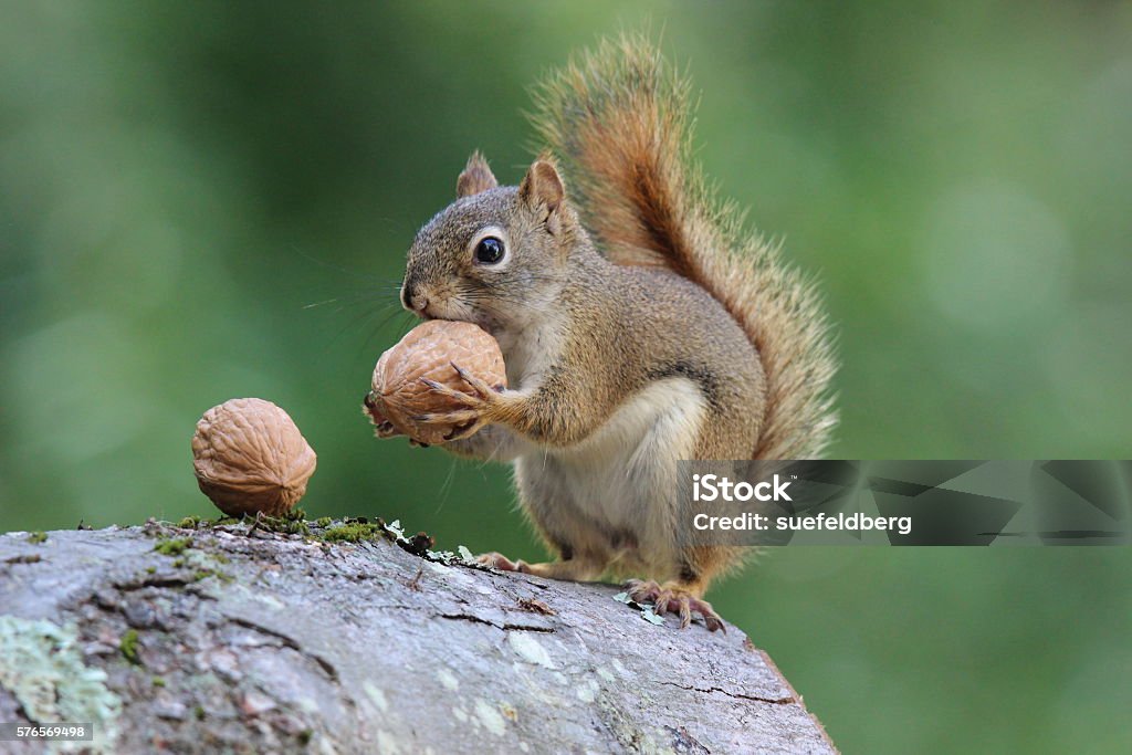 Squirrel holds a Nut An American red squirrel holding a nut. Squirrel Stock Photo