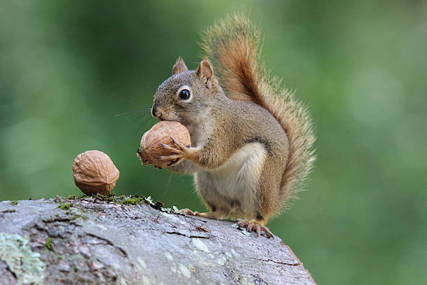 Squirrel holds a Nut An American red squirrel holding a nut. squirrel stock pictures, royalty-free photos & images