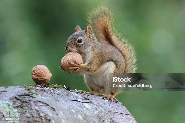 Squirrel Holds A Nut Stock Photo - Download Image Now - Squirrel, Nut - Food, Eating