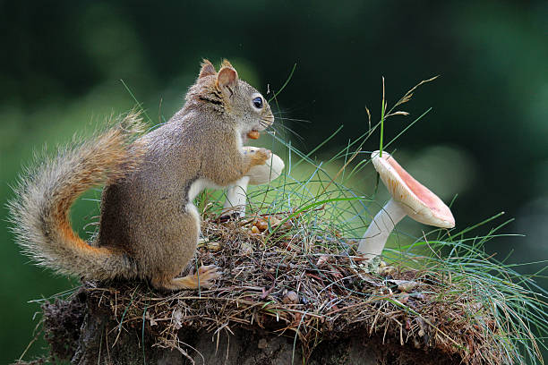 Squirrel with a Toadstool stock photo