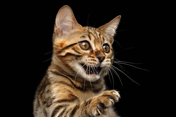 istock Closeup Playful Bengal Kitty on Isolated Black Background 576570094