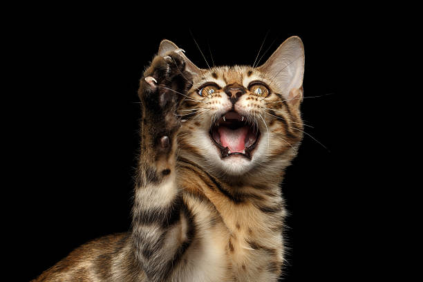 istock Closeup Playful Bengal Kitty on Isolated Black Background 576570222