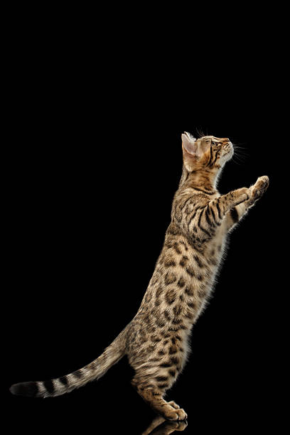 istock Bengal Kitty Funny Standing on hind legs Isolated Black Background 576571054