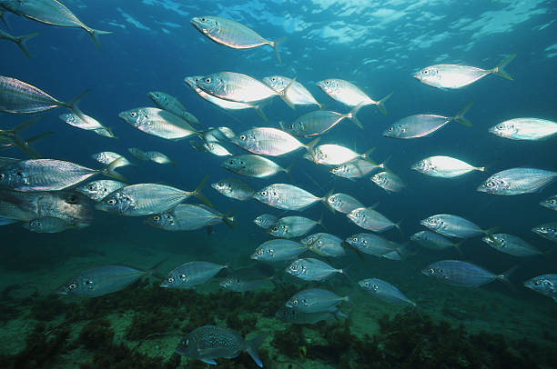 istock School of trevally 576571218