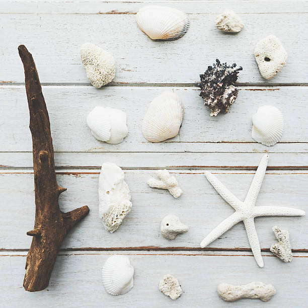 istock Shells Seashell Starfish Beach Natural Nature Free Concept 576572610