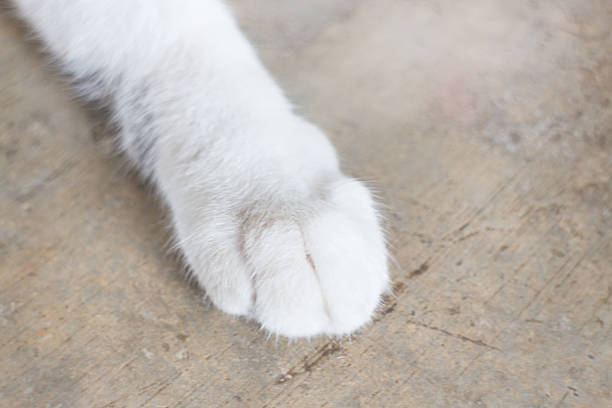 istock Relaxing cat's pawn at home 576572990