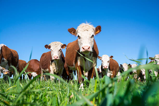Hereford Cattle: Not a Bad Choice