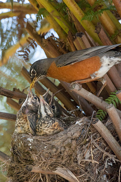 istock American Robin Parent Feeding Four Fledging Chicks 576573654