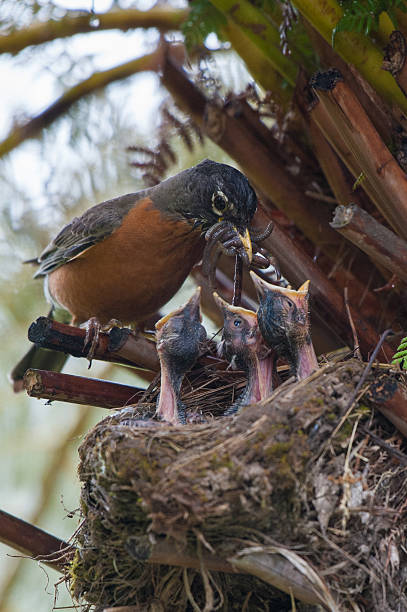 istock American Robin Parent Feeding Worms to Babies in Nest 576573666