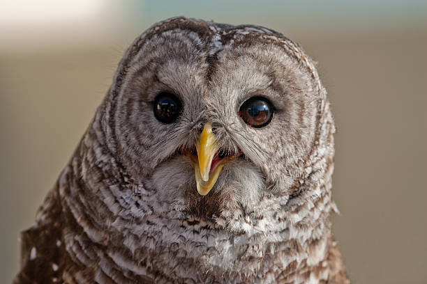 Barred Owl stock photo