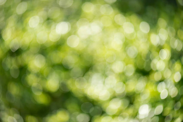 istock Sunny abstract green nature background 576577254