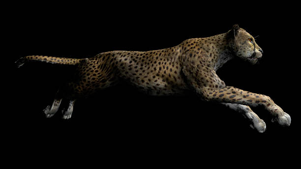 istock The image of a gepard 576578004