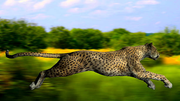 istock The image of a gepard 576578204