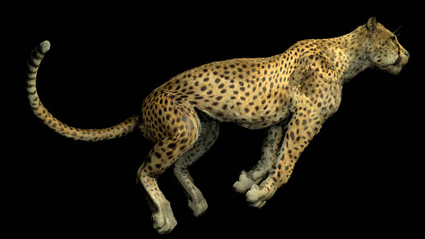 istock The image of a gepard 576578342