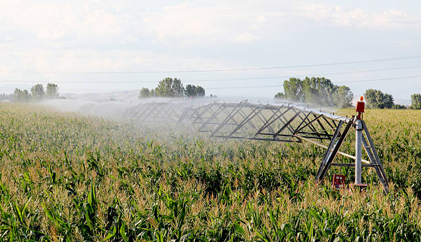 녹색 필드 옥수수 북극에서 - corn crop irrigation equipment agriculture leaf 뉴스 사진 이미지