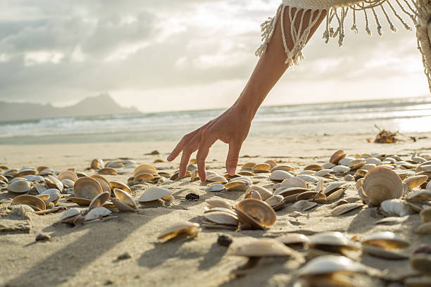 istock Woman's hand picking up seashells from beach at sunset 576578716