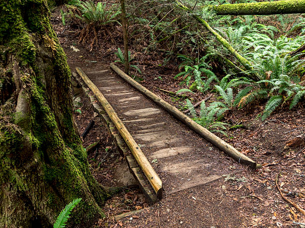 istock Wood Bridge Forest Trail Pacific Northwest Olympic Peninsula Washington State 576579116