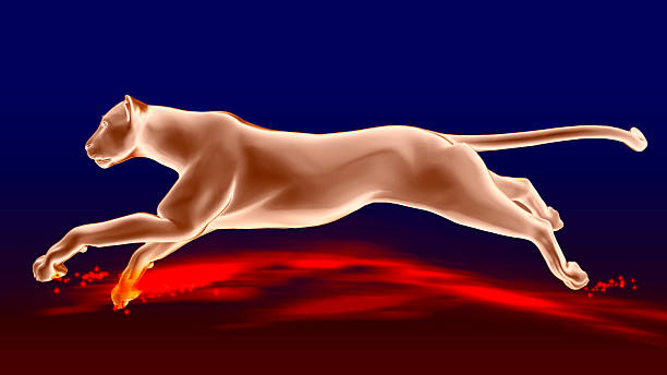 istock The image of a gepard 576579800