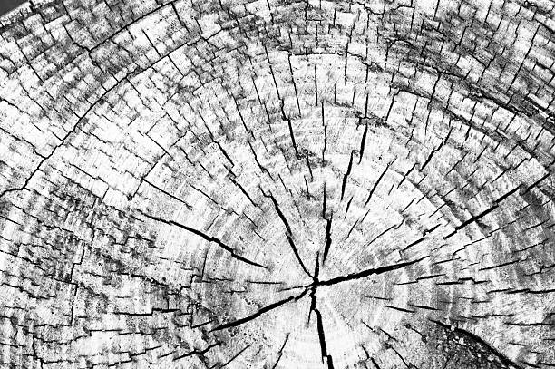 istock Wood background texture. Black and white design. 576580058