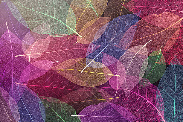 istock Digital art textures composition, Abstract colorful Skeleton magnolia leaves 576583006