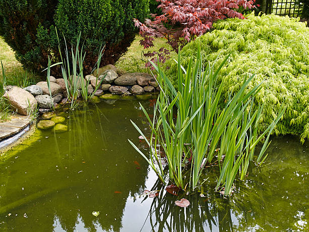 istock Beautiful classical garden fish pond gardening background 576583168