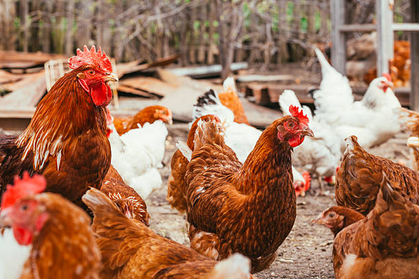 istock chicken and rooster walking around the yard 576586090