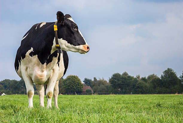 vaca blanca y negra holandesa en un prado de hierba - cow field dutch culture netherlands fotografías e imágenes de stock