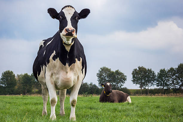 istock Dutch black and white cow in a grass meadow 576586332