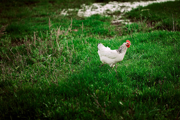 istock rustic chicken white coloring on a background of grass 576586374