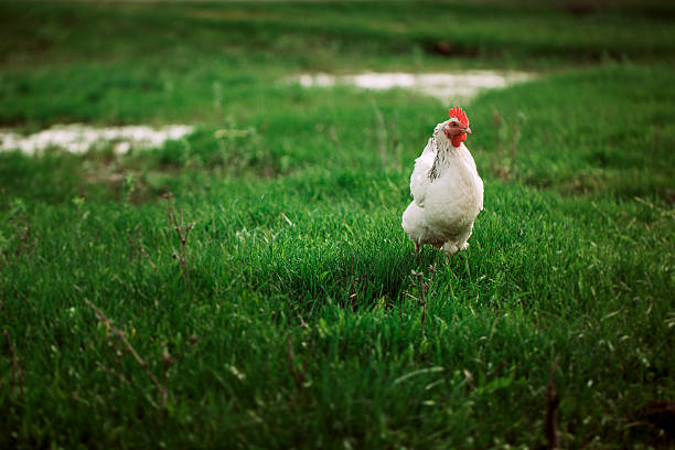istock rustic chicken white coloring on a background of grass 576586484
