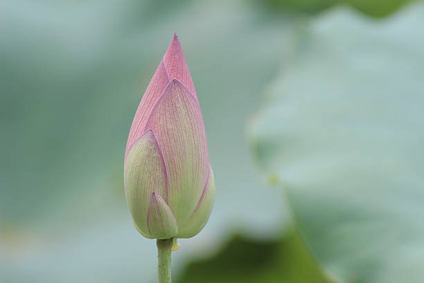 istock Flower, Lotus, Sacred lotus, summer 576589438